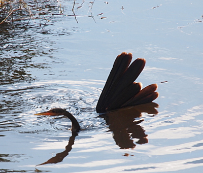 [The head and tail feathers are above the water while the middle portion of the bird is below the surface as it swims from right to left. The tail feathers are fanned perpendicular to the water making them clearly visible just like a turkey would fan its feathers.]